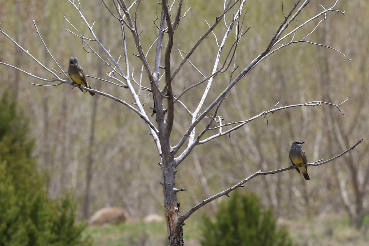 Cassin's Kingbird - ML635980042