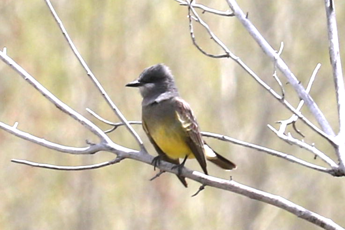 Cassin's Kingbird - ML635980043