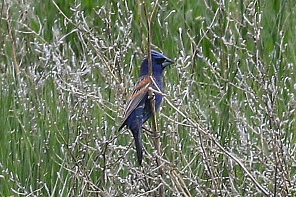 גבתאי כחול - ML635980173