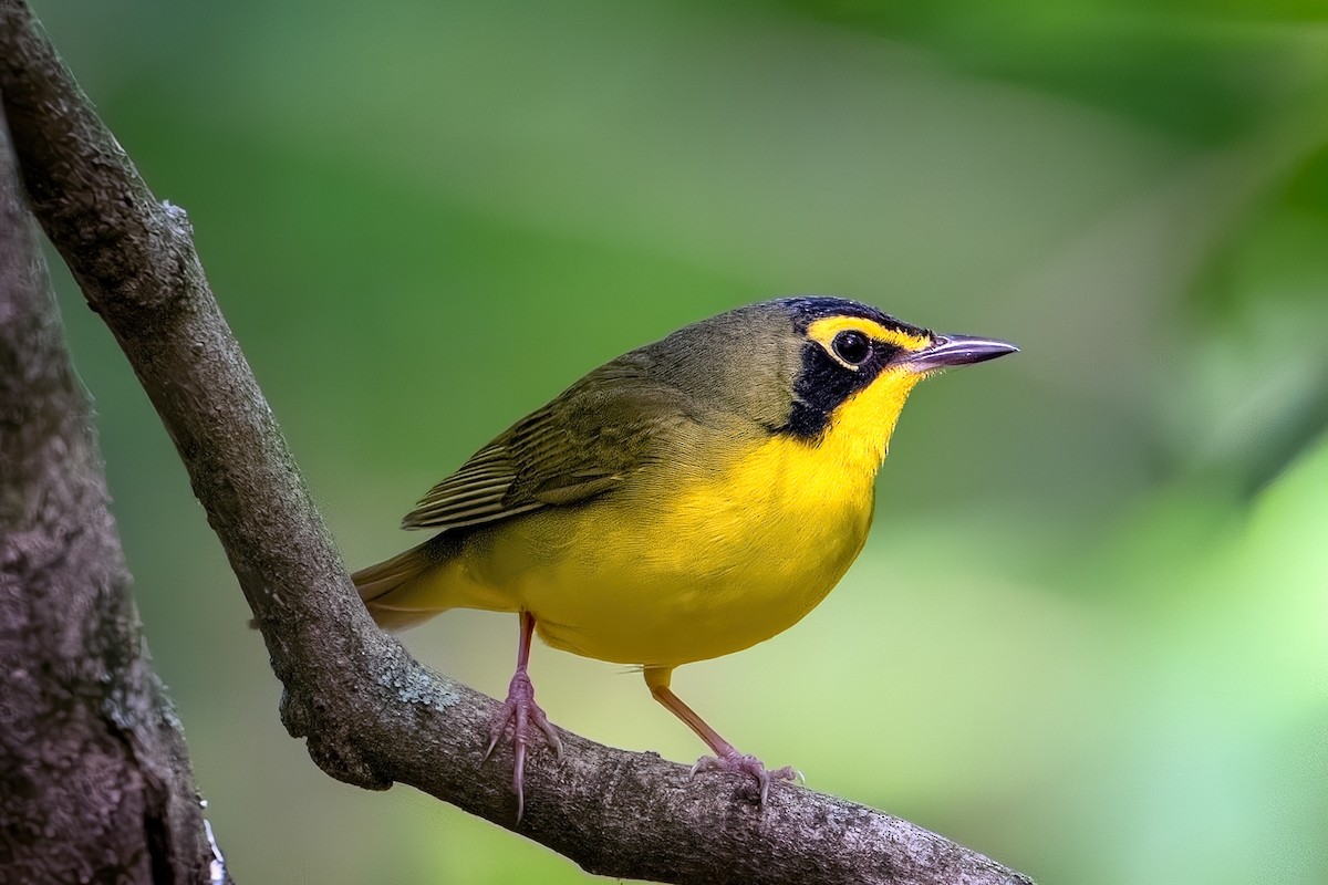 Kentucky Warbler - ML635980174