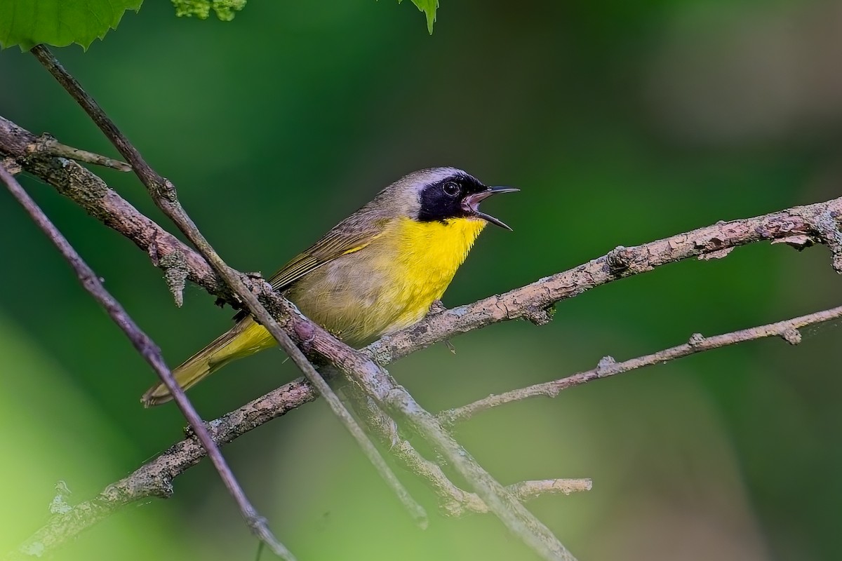 Common Yellowthroat - ML635980184