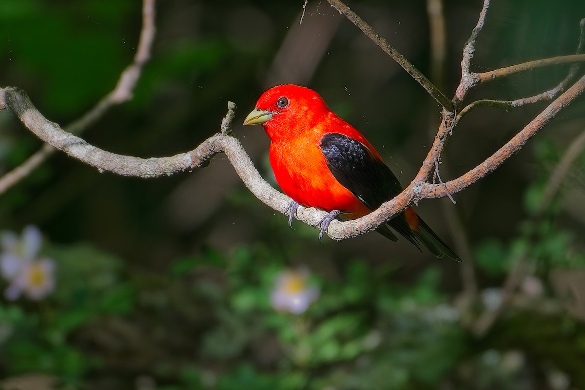 Scarlet Tanager - ML635980192