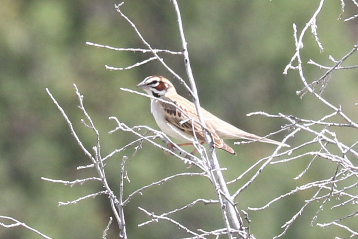 גיבתונית לבנת-גבה - ML635980223