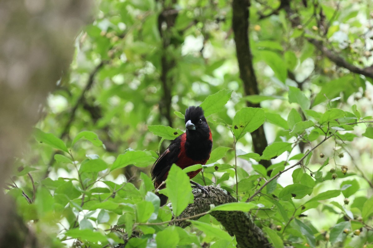 Crimson-collared Grosbeak - ML635980387