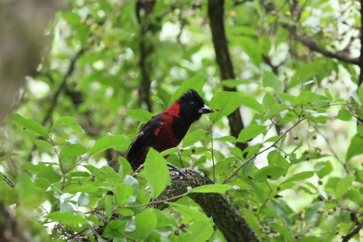 Crimson-collared Grosbeak - ML635980388