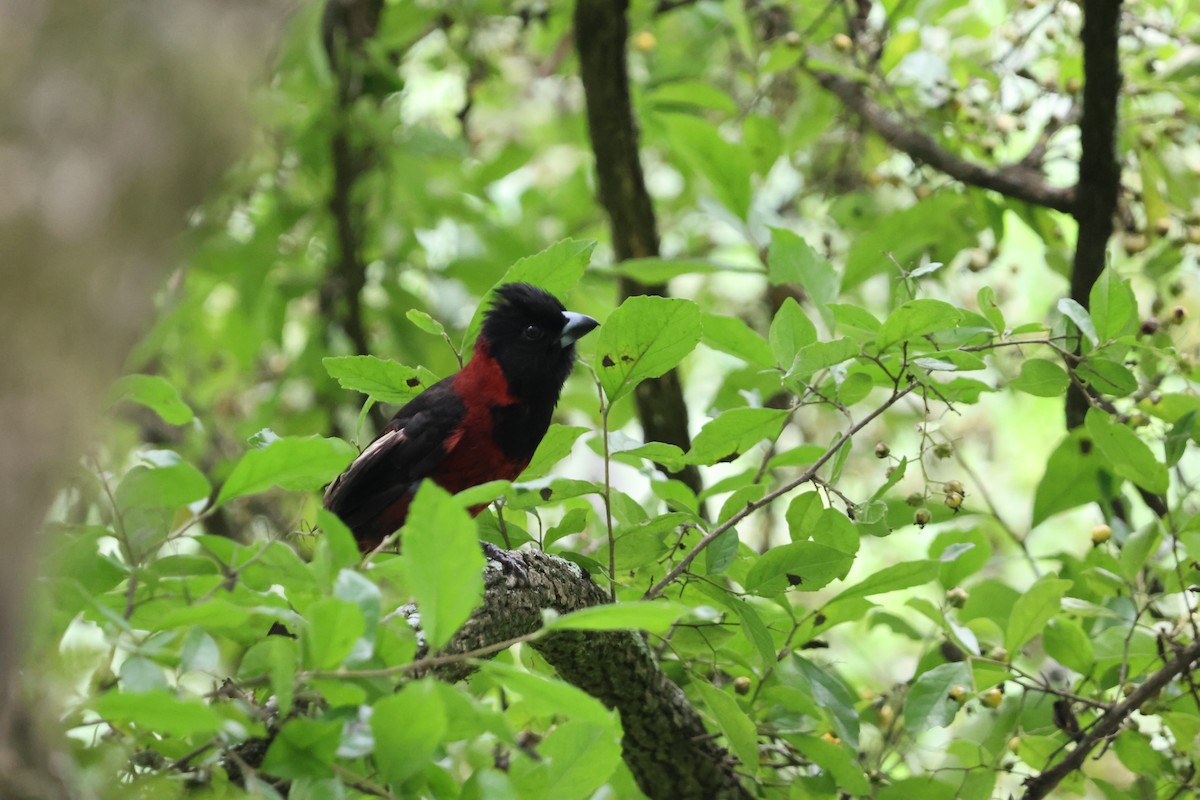 Crimson-collared Grosbeak - ML635980390