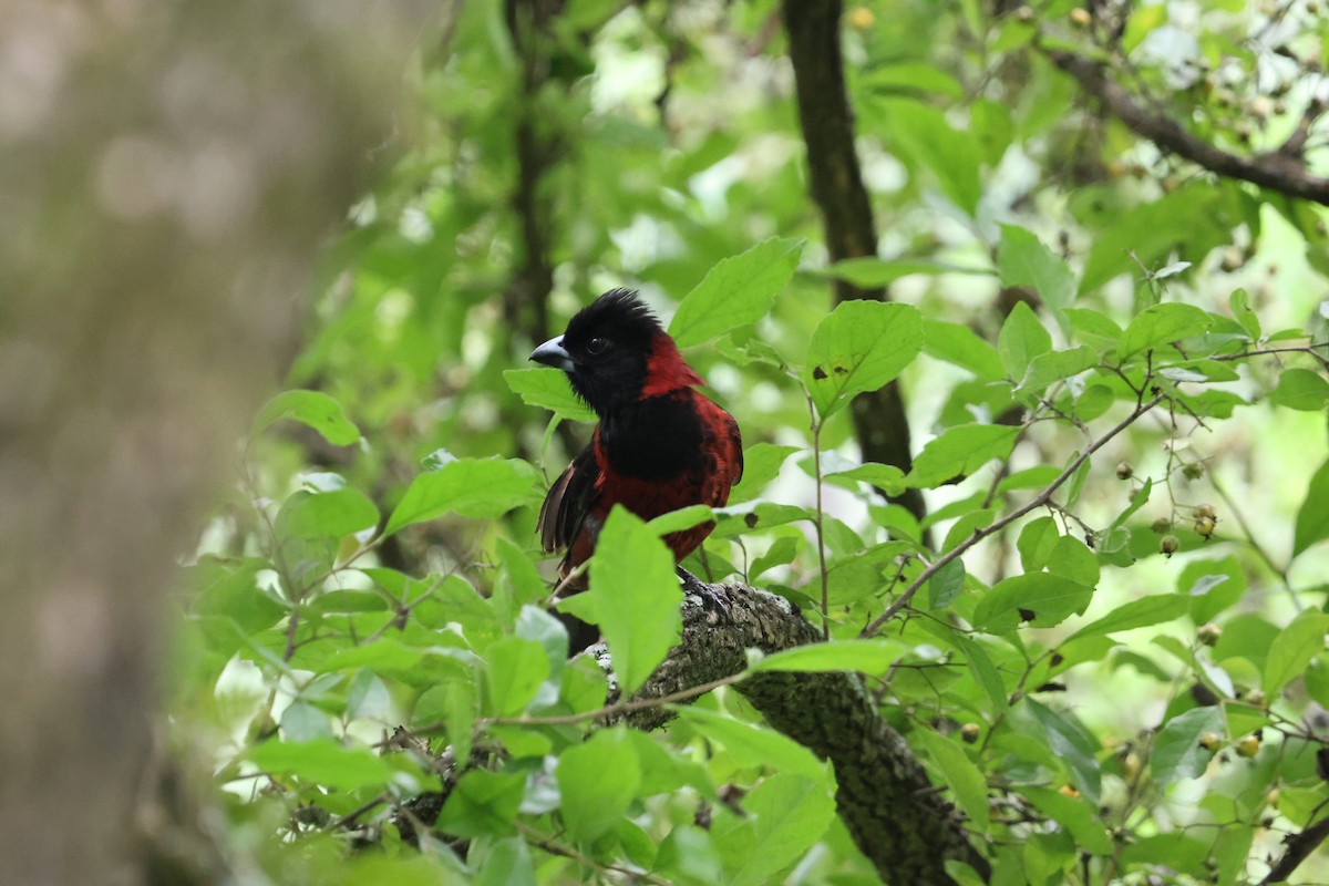 Crimson-collared Grosbeak - ML635980391