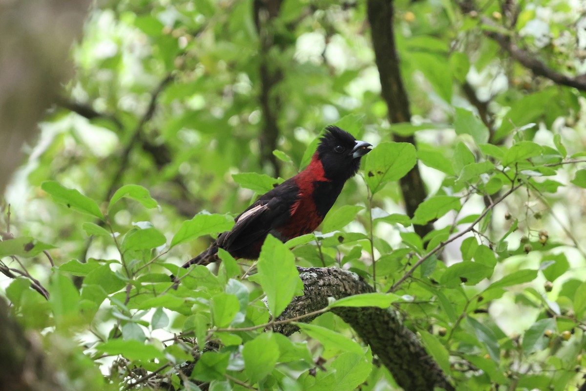 Crimson-collared Grosbeak - ML635980392