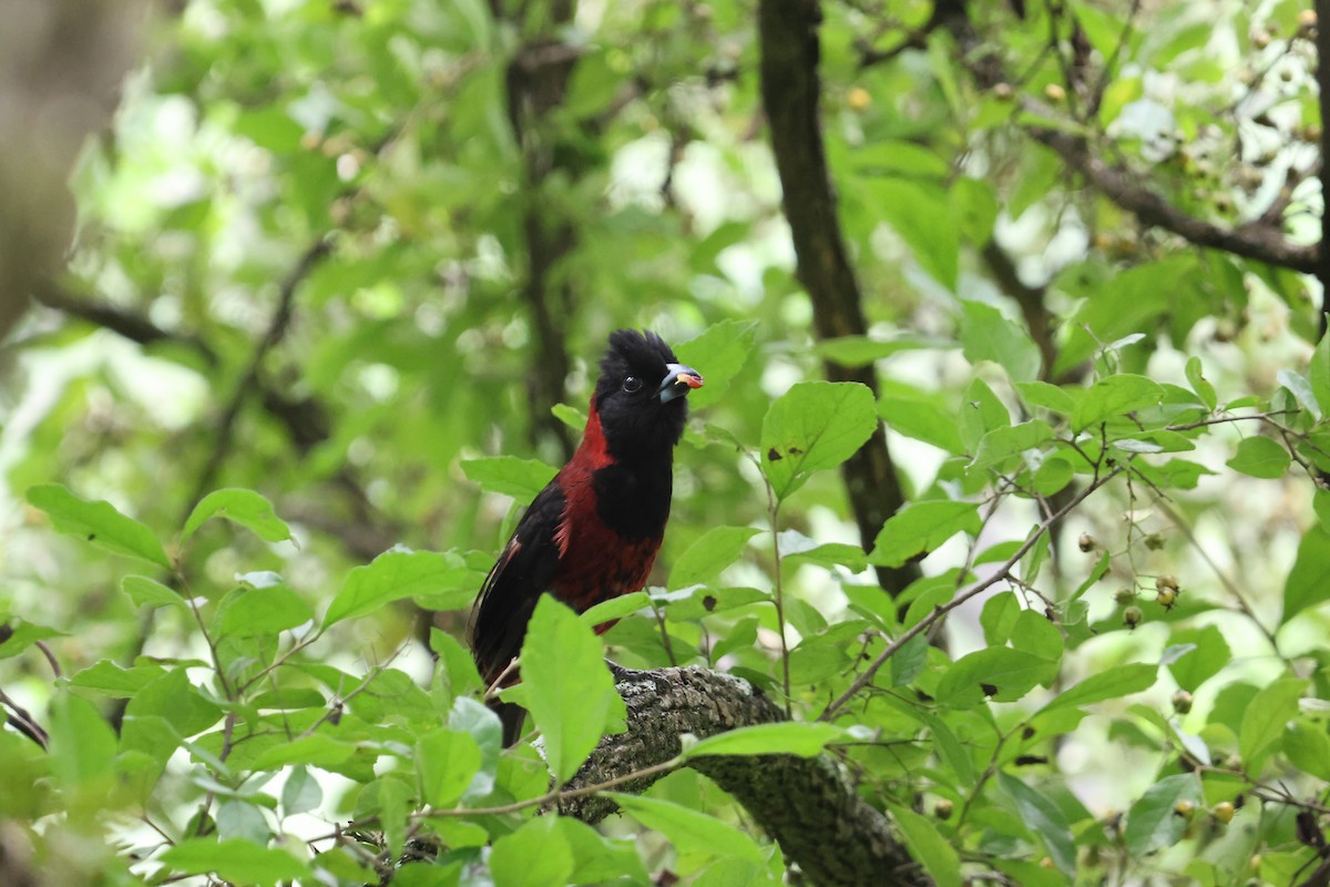 Crimson-collared Grosbeak - ML635980393