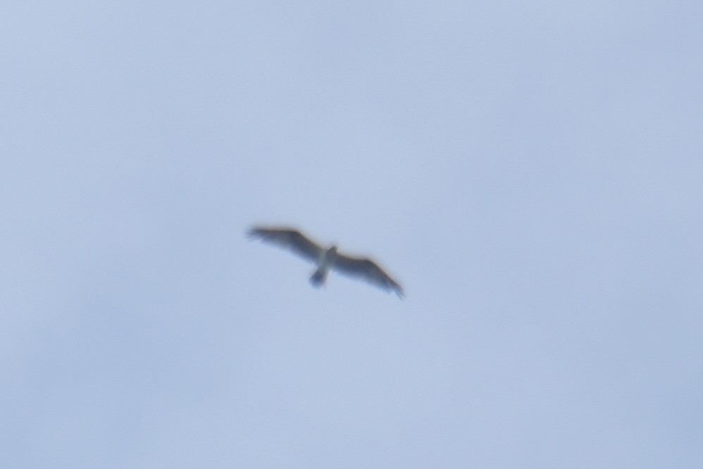 Osprey (Eurasian) - ML635980435