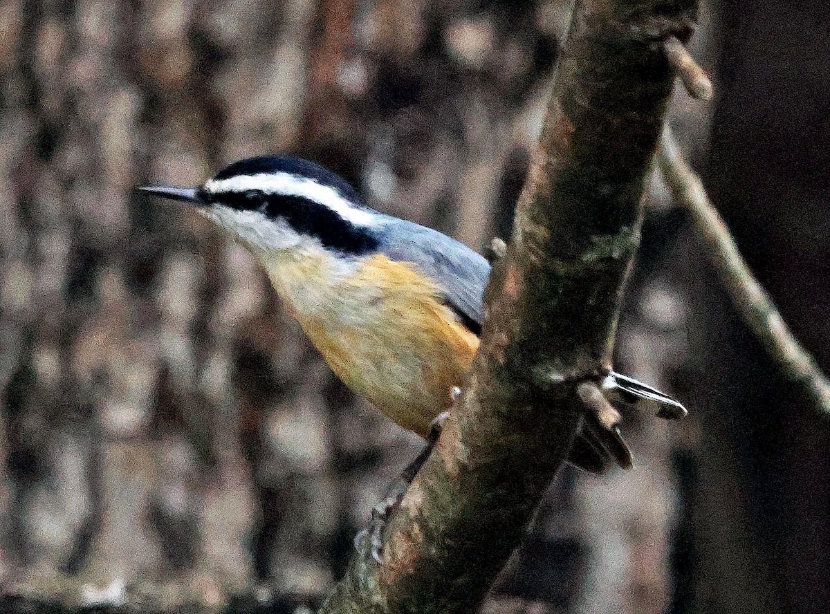 Red-breasted Nuthatch - ML635980581