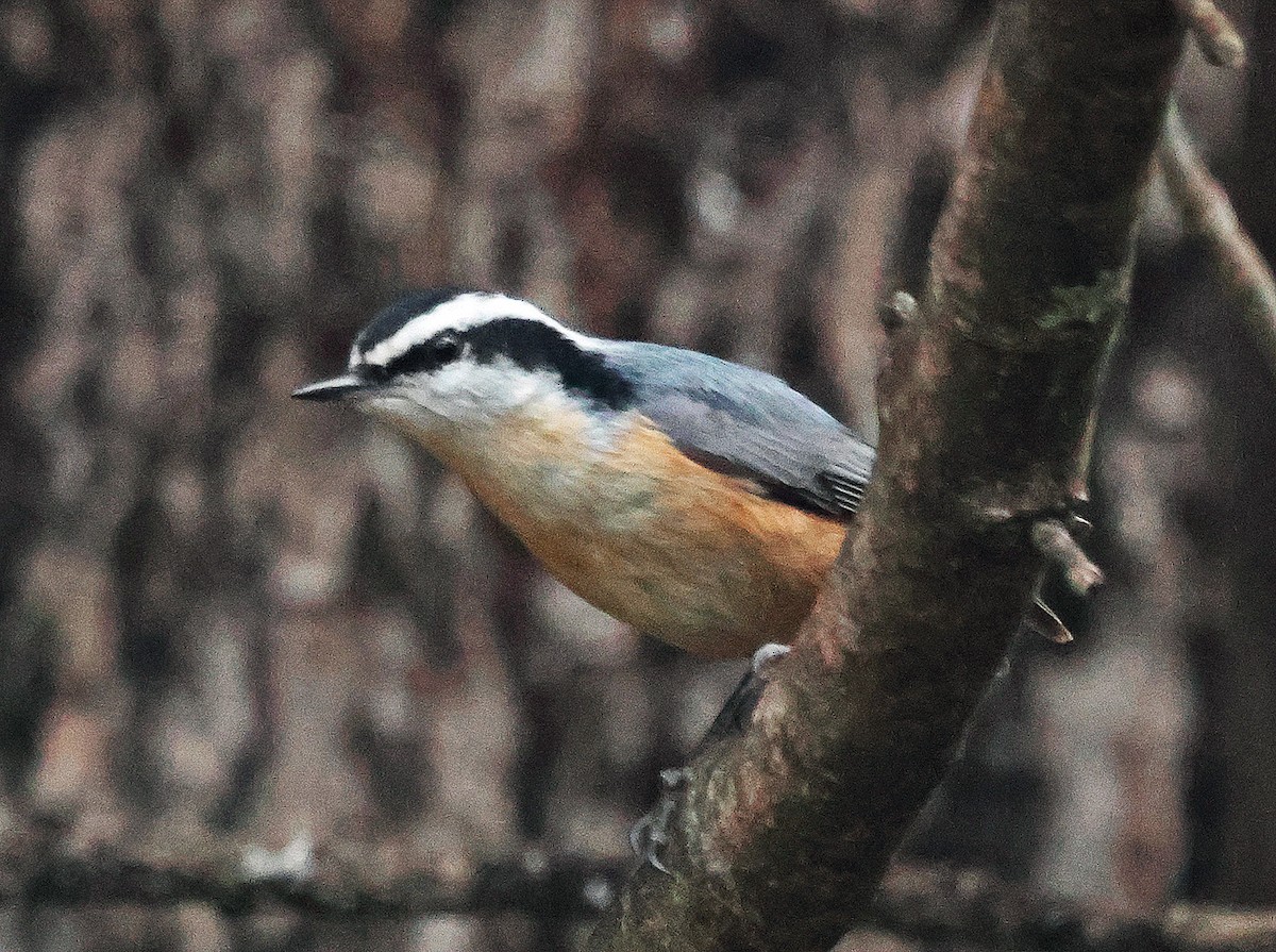 Red-breasted Nuthatch - ML635980583