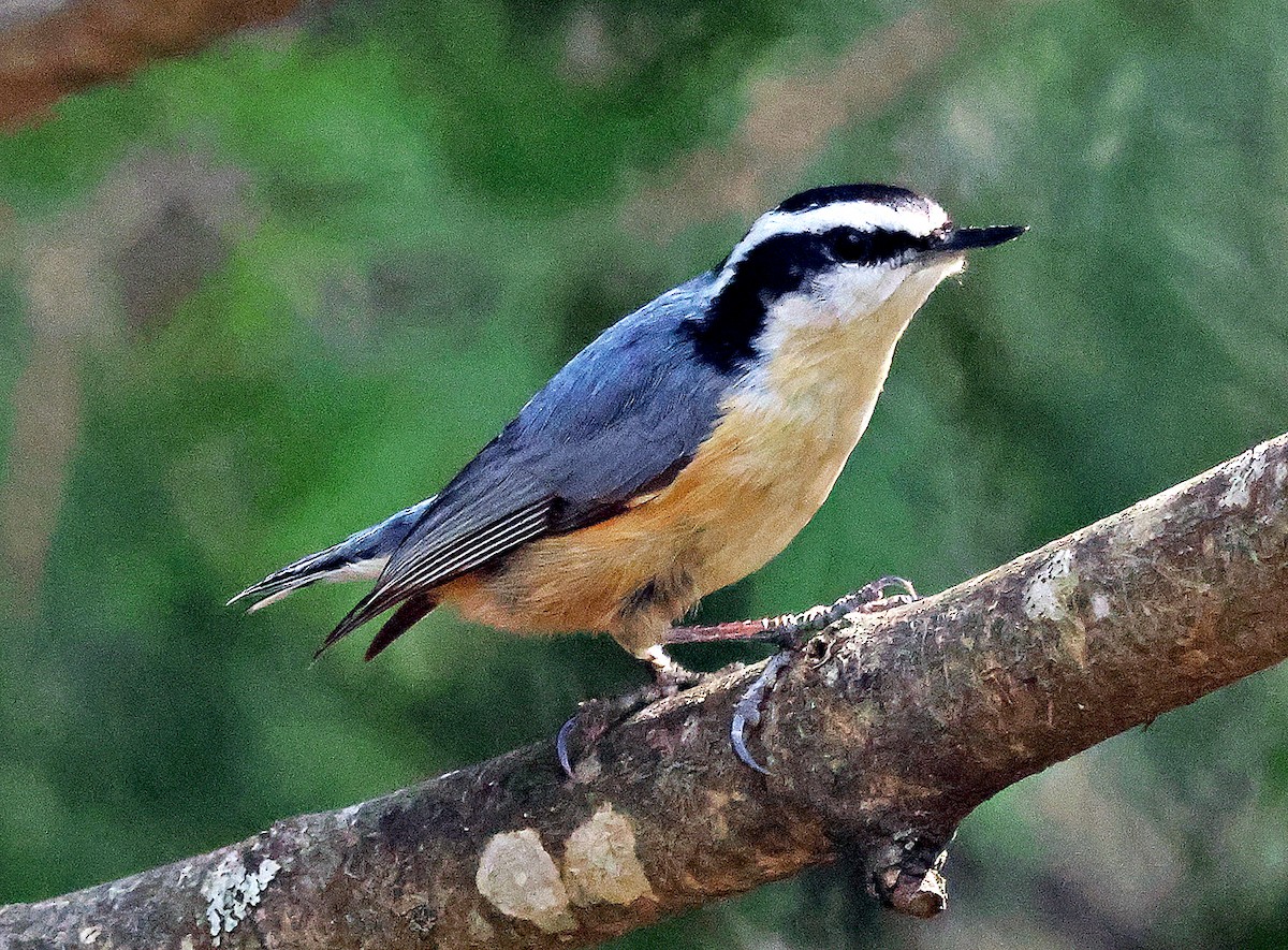 Red-breasted Nuthatch - ML635980584