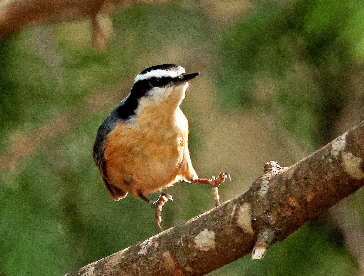Red-breasted Nuthatch - ML635980585