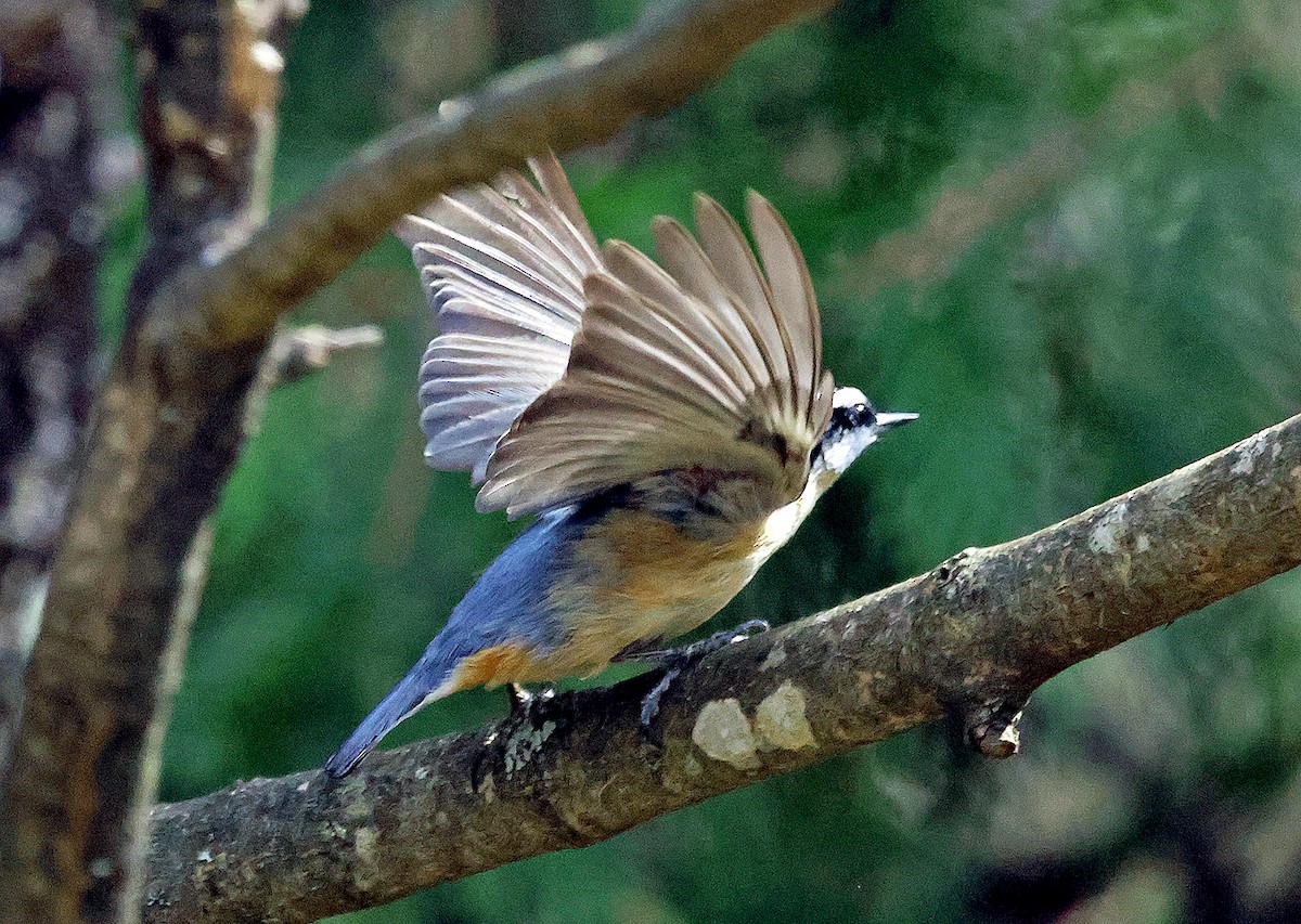 Red-breasted Nuthatch - ML635980587