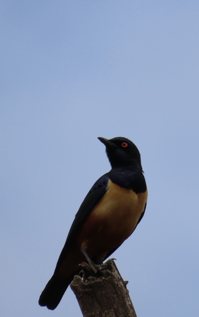 Hildebrandt's Starling - ML635980633