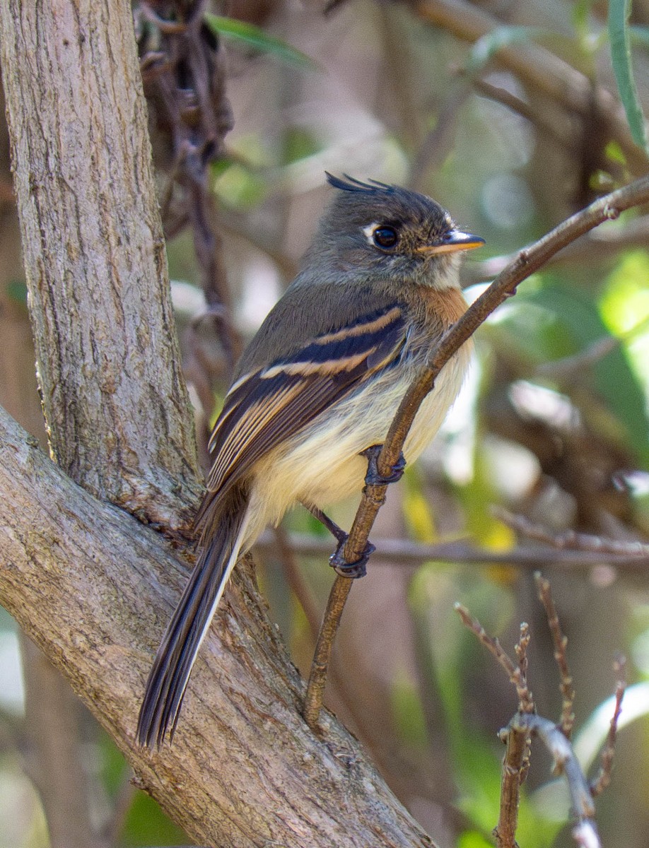 Belted Flycatcher - ML635980683