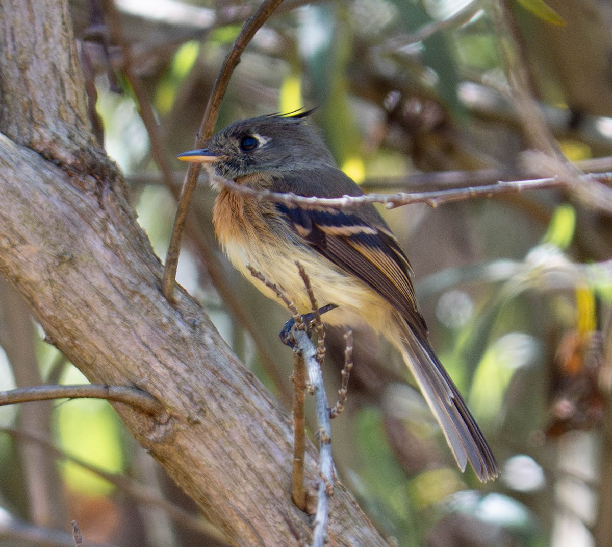 Belted Flycatcher - ML635980703