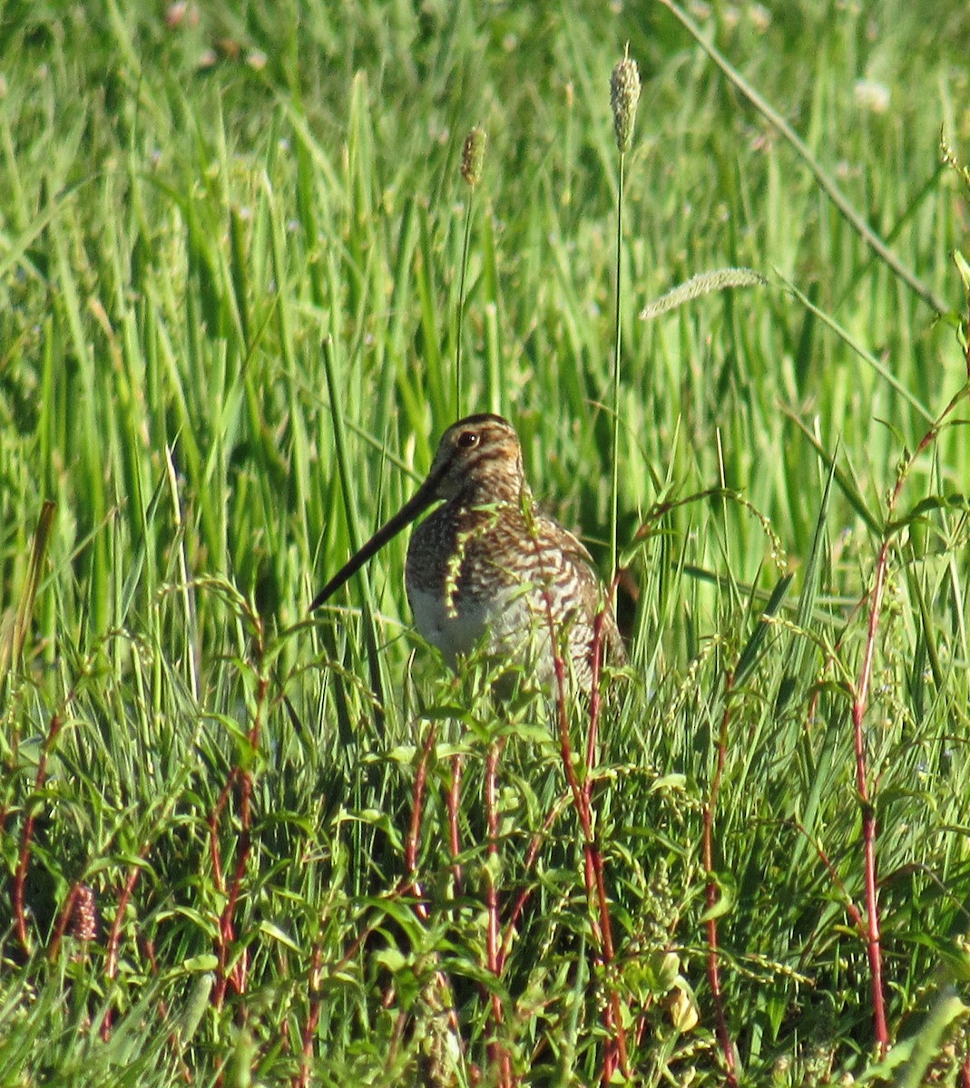 Wilson's Snipe - ML63598101