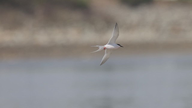 Roseate Tern - ML635981050