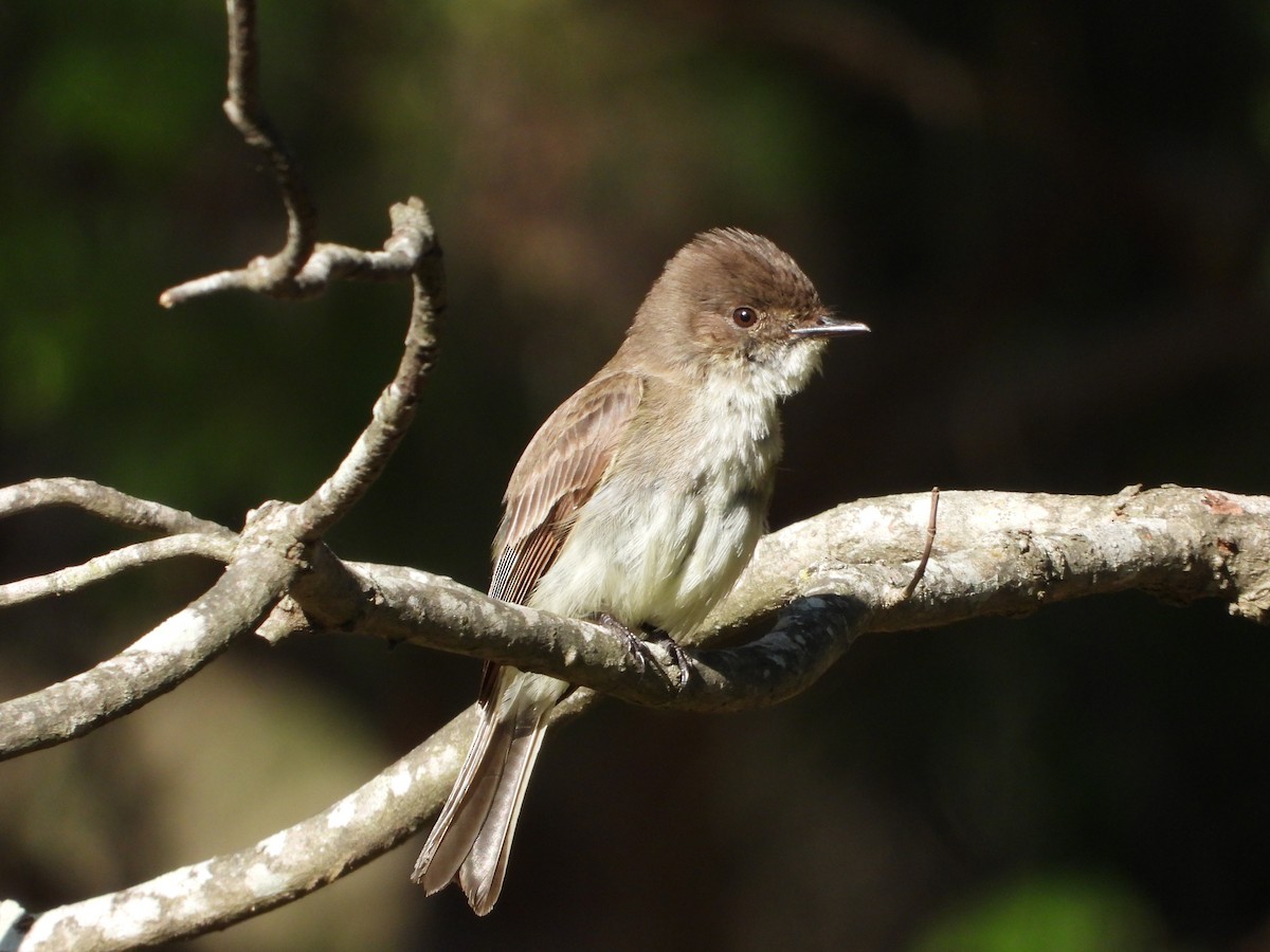 Eastern Phoebe - ML635981101