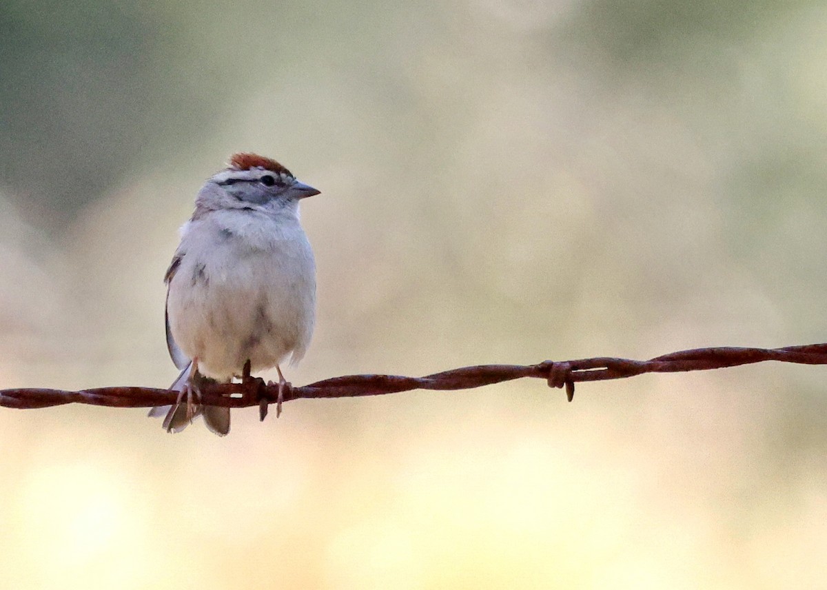 Chipping Sparrow - ML635981144