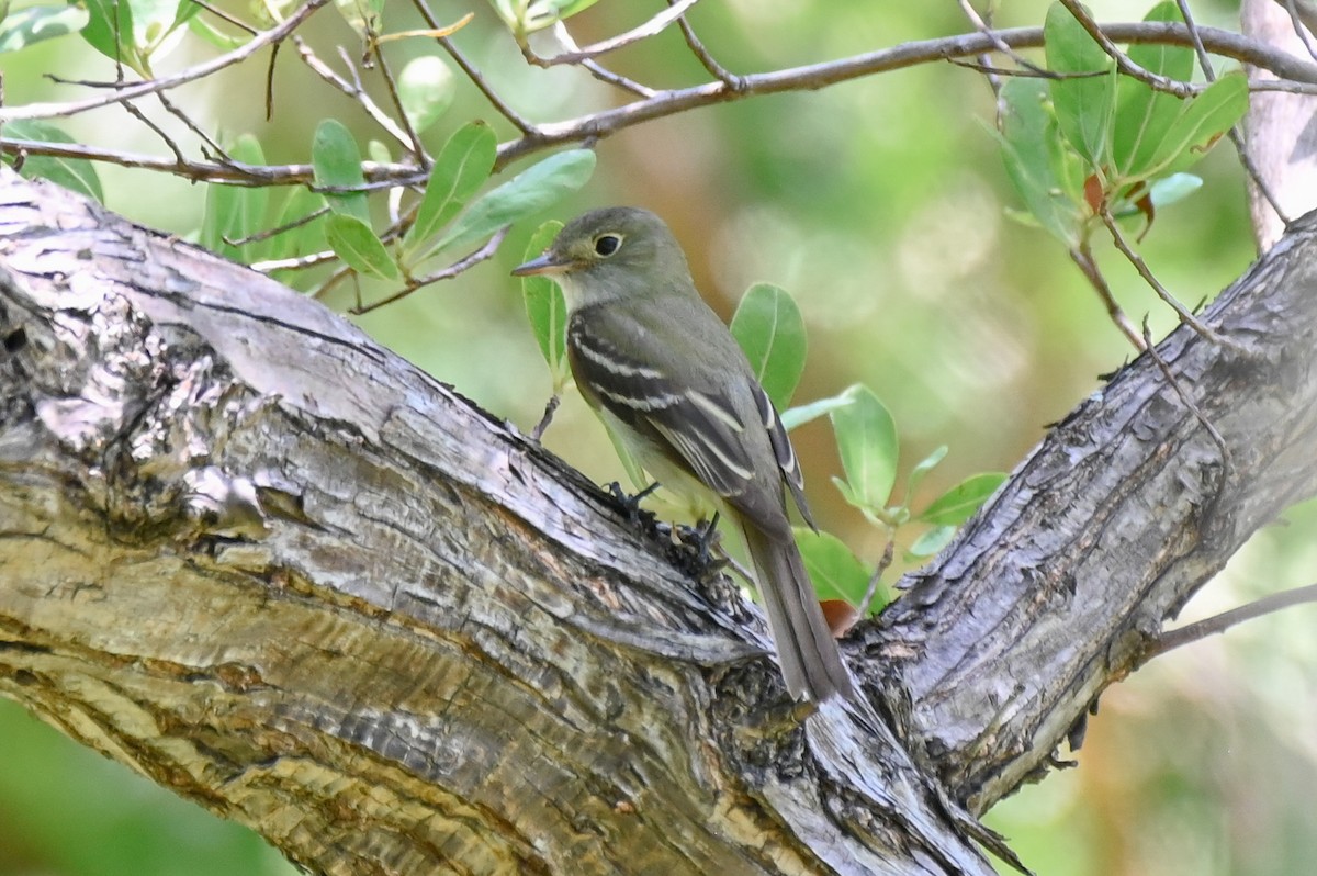 Acadian Flycatcher - ML635981183