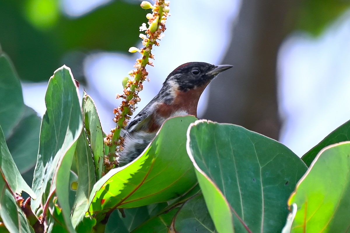 Bay-breasted Warbler - ML635981223