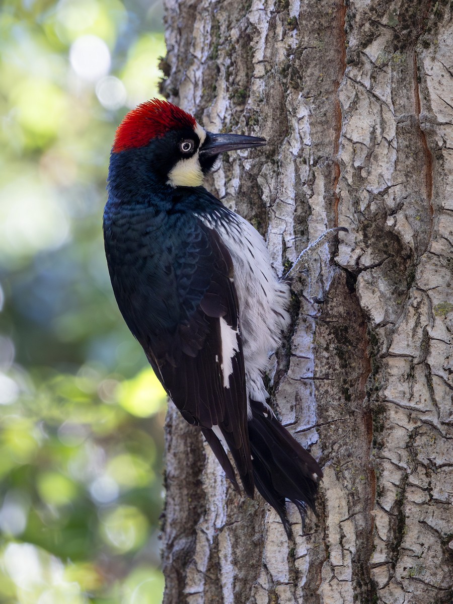 Acorn Woodpecker - ML635981240