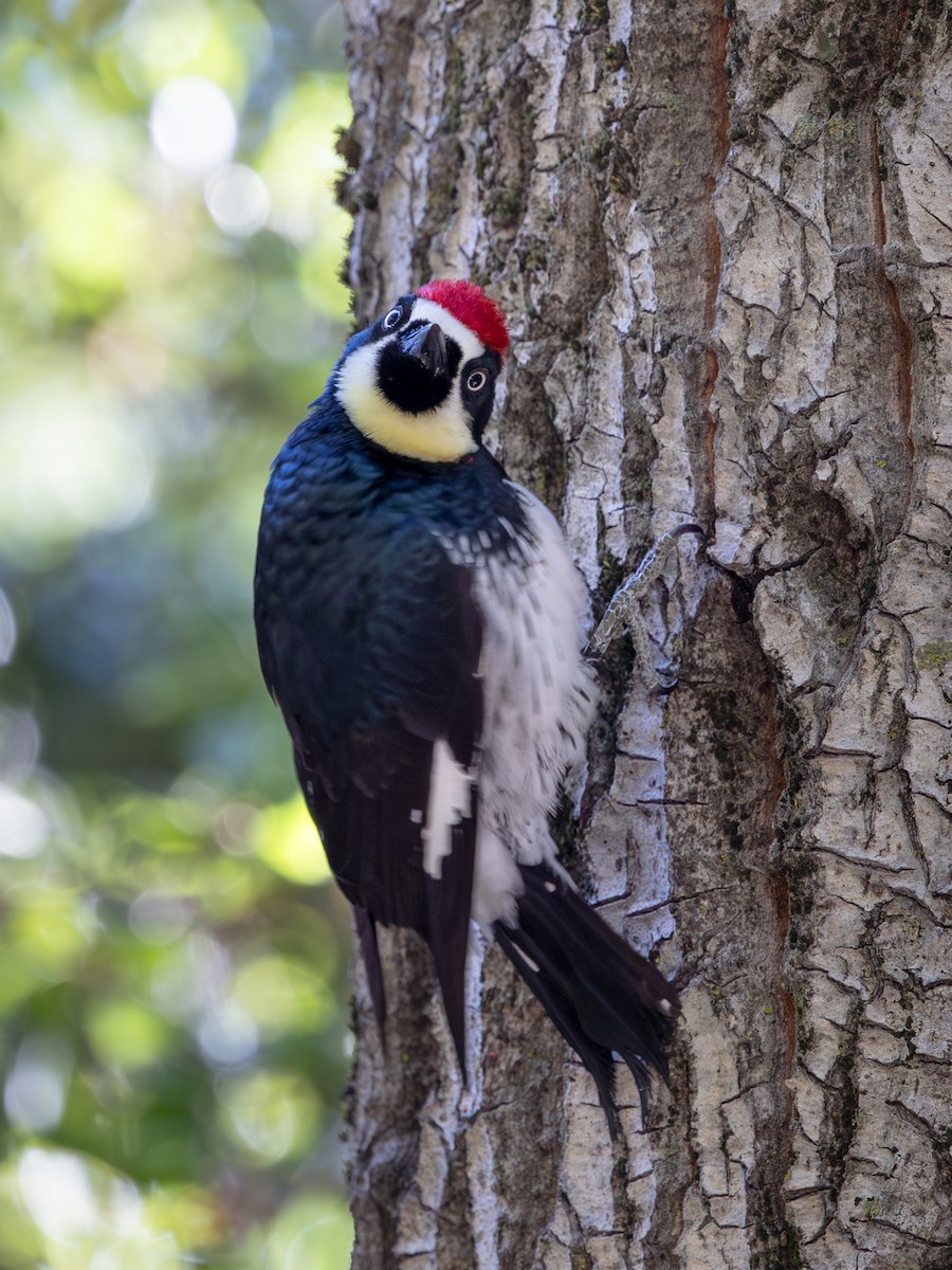 Acorn Woodpecker - ML635981241