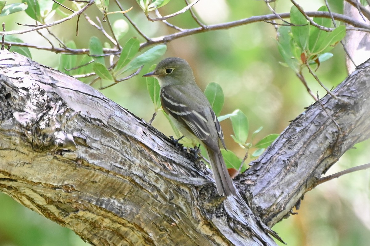Acadian Flycatcher - ML635981259