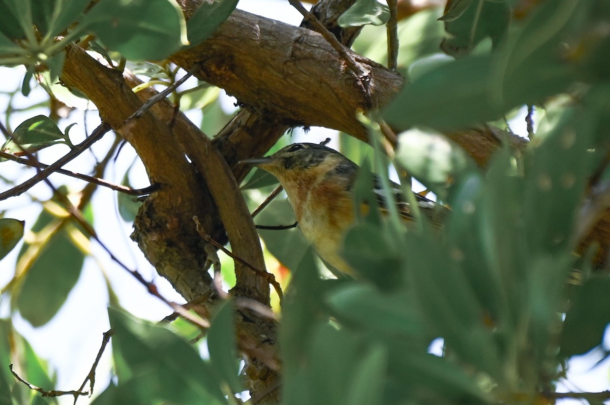 Bay-breasted Warbler - ML635981271