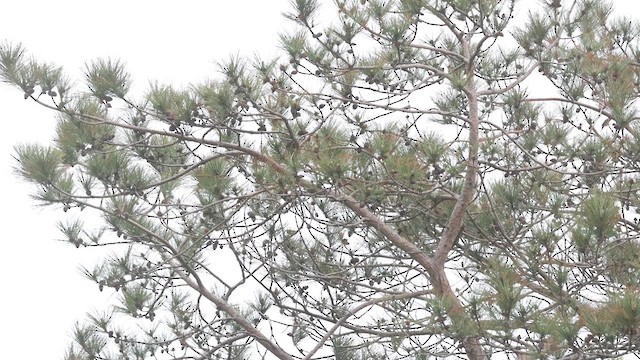 Magnolia Warbler - ML635981282