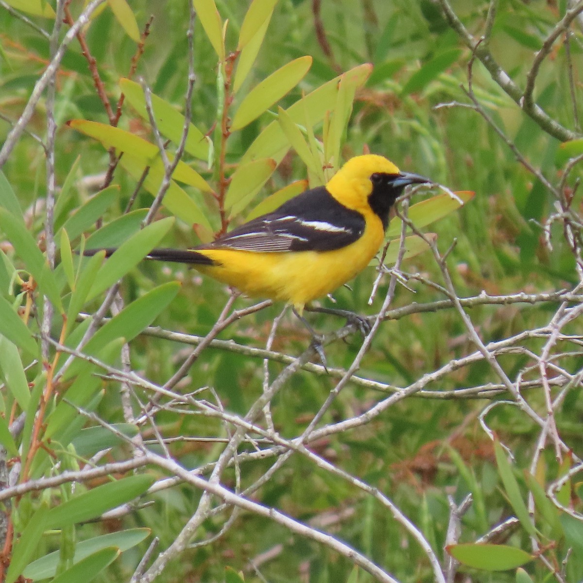 Hooded Oriole - ML635981423