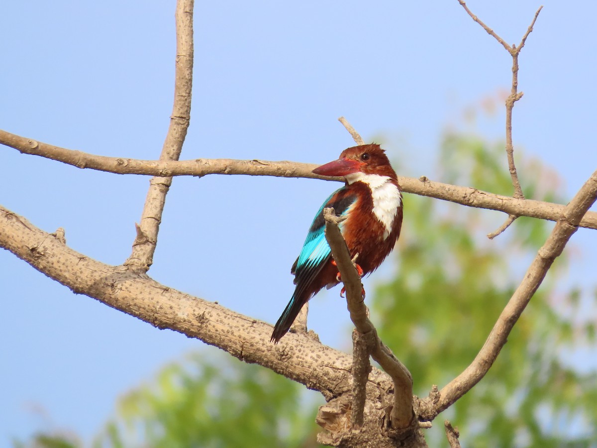 White-throated Kingfisher - ML635981428