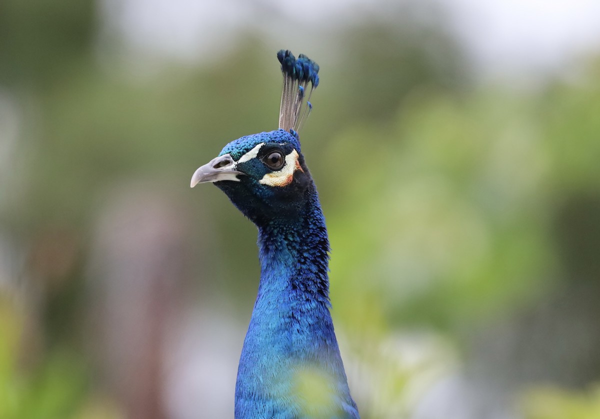 Indian Peafowl (Domestic type) - ML635981429