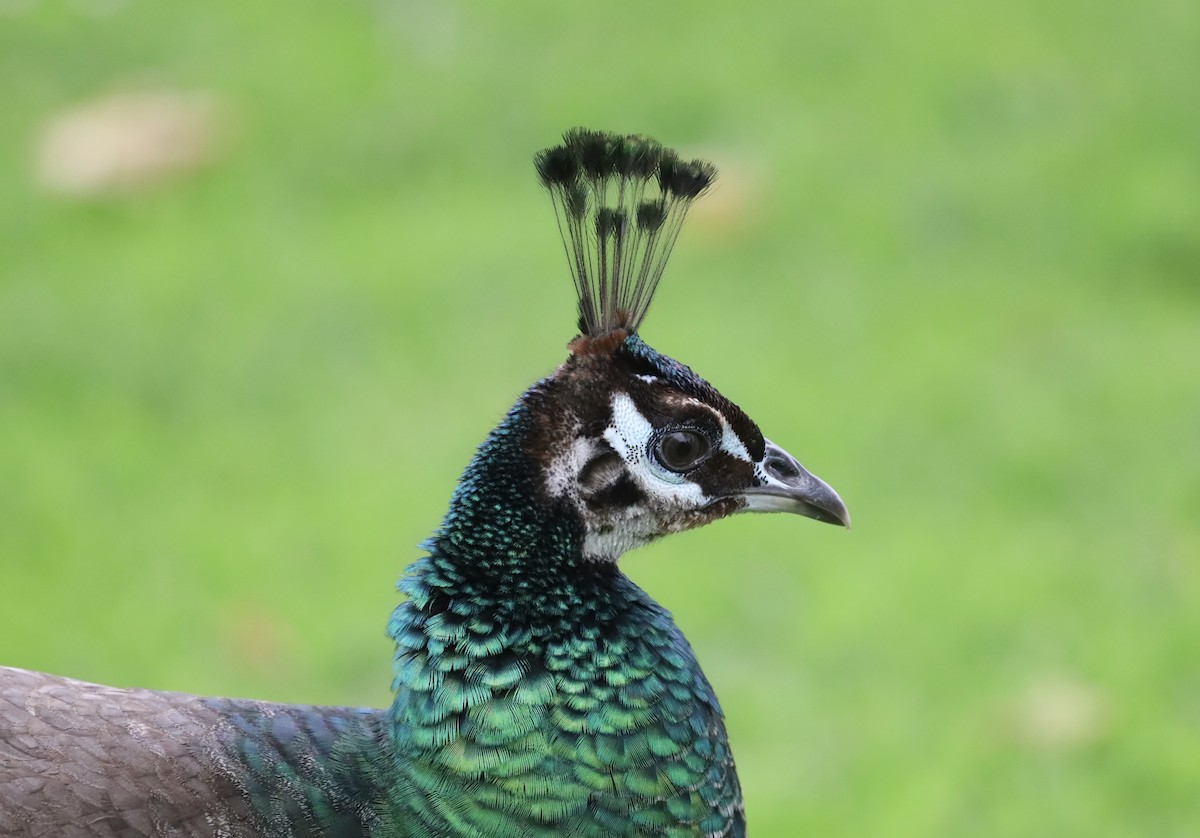 Indian Peafowl (Domestic type) - ML635981430