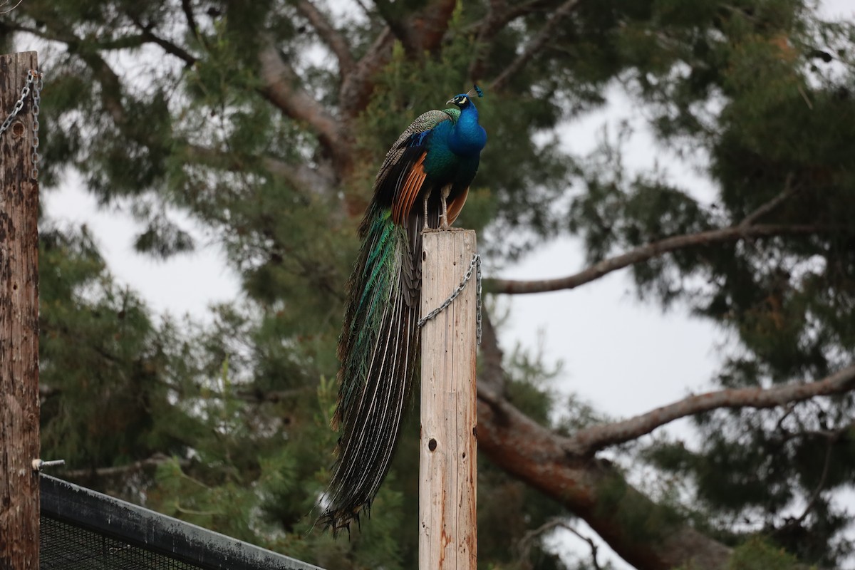 Indian Peafowl (Domestic type) - ML635981431