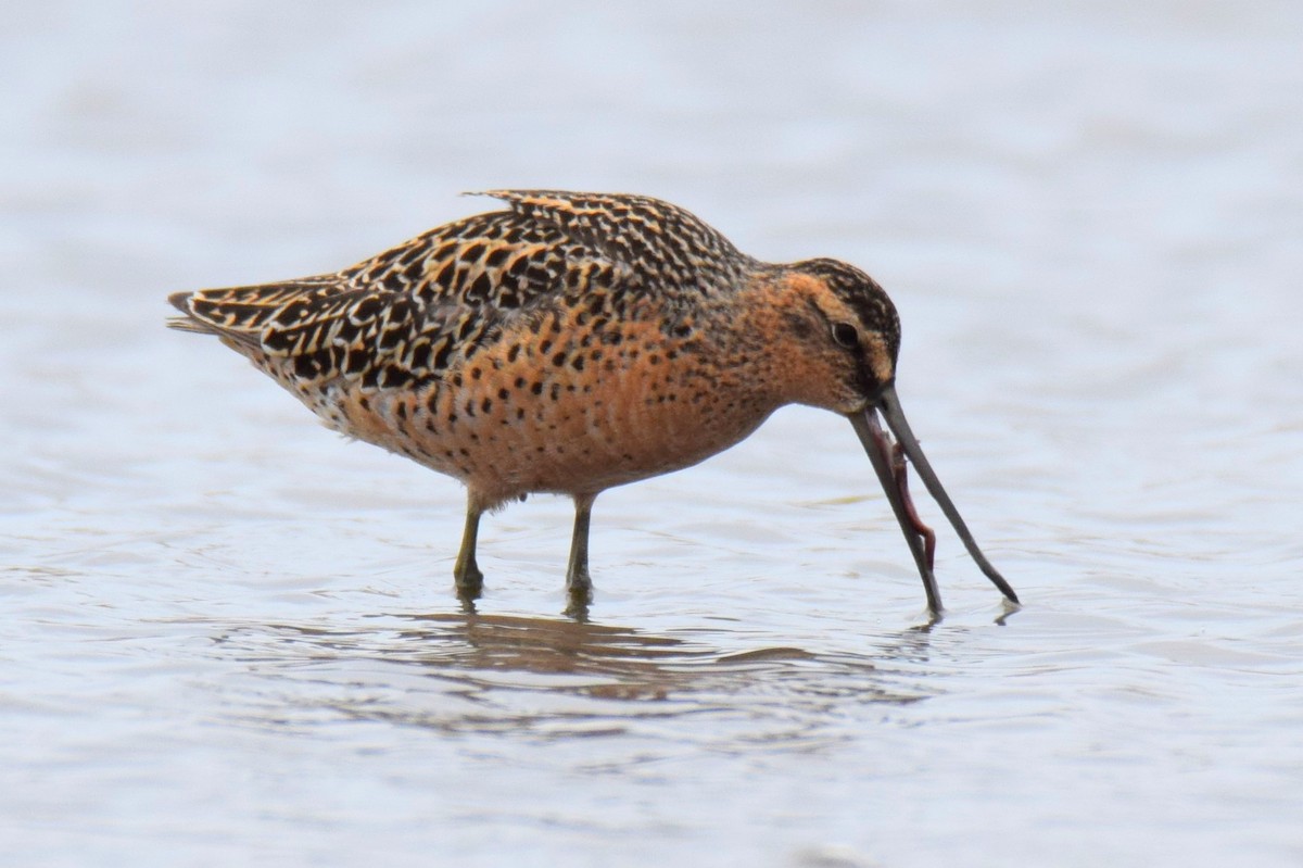 Short-billed Dowitcher - ML635981434