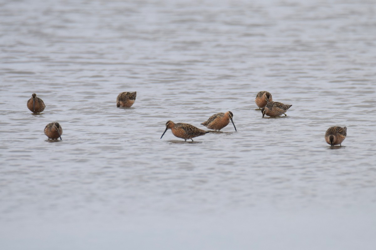 Short-billed Dowitcher - ML635981435