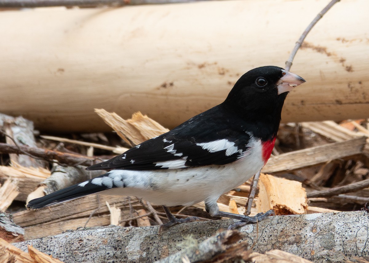 Rose-breasted Grosbeak - ML635981437