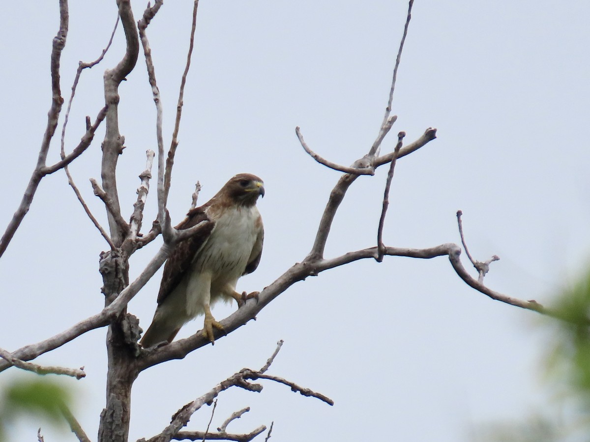 Red-tailed Hawk - ML635981438