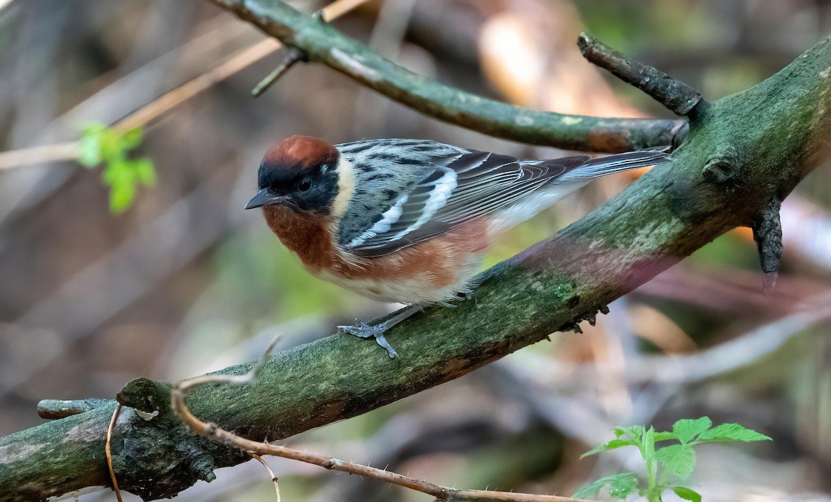 Bay-breasted Warbler - ML635981440