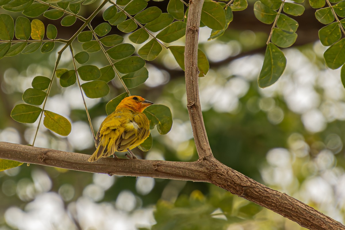Saffron Finch - ML635981441