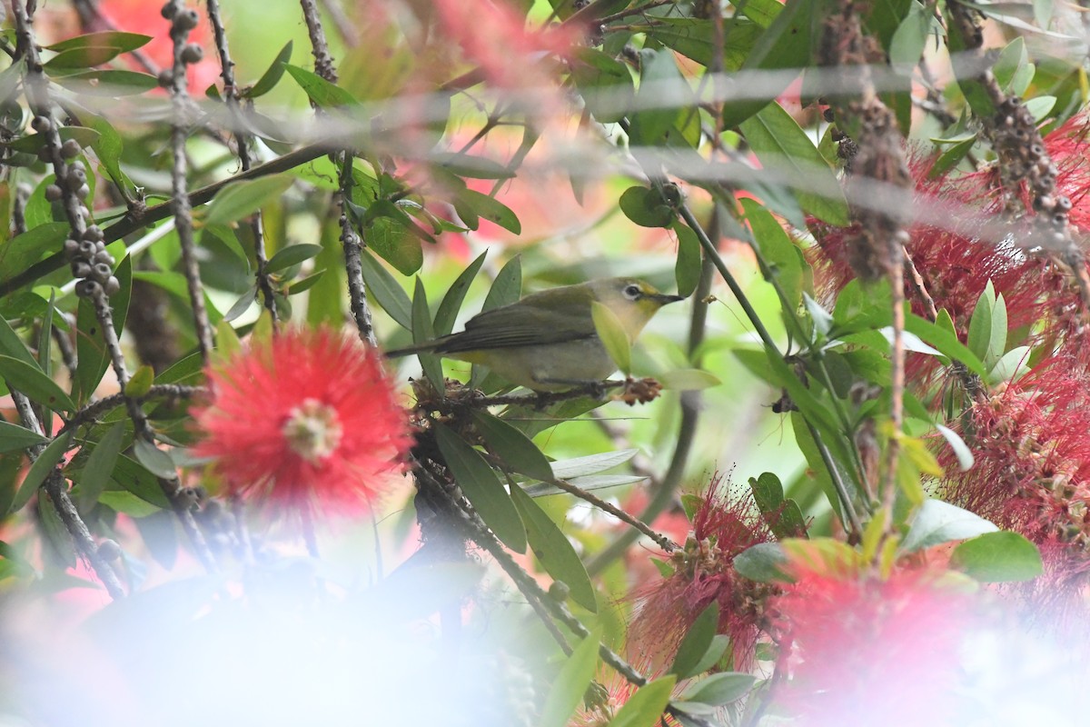 Swinhoe's White-eye - ML635981444