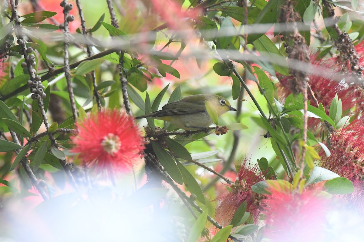 Swinhoe's White-eye - ML635981445