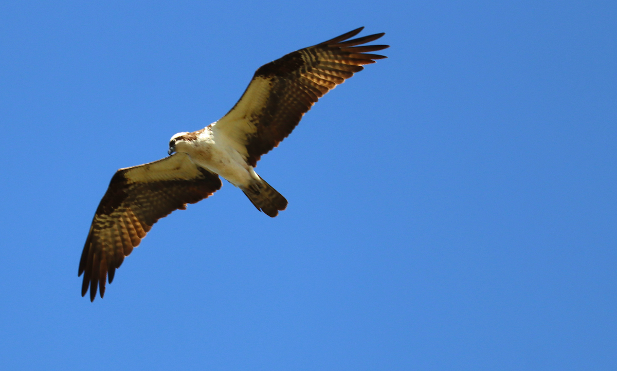 Osprey - ML635981446