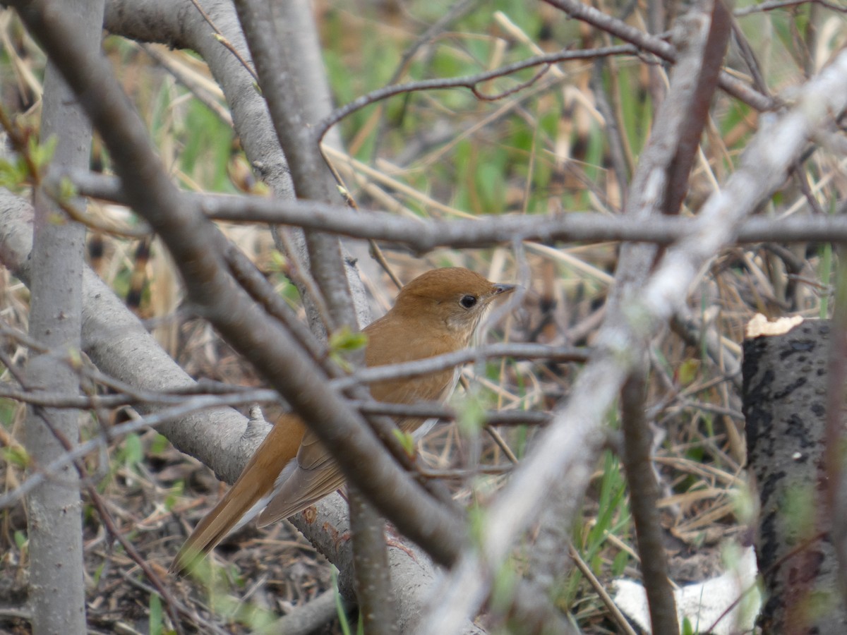 Veery - ML635981447