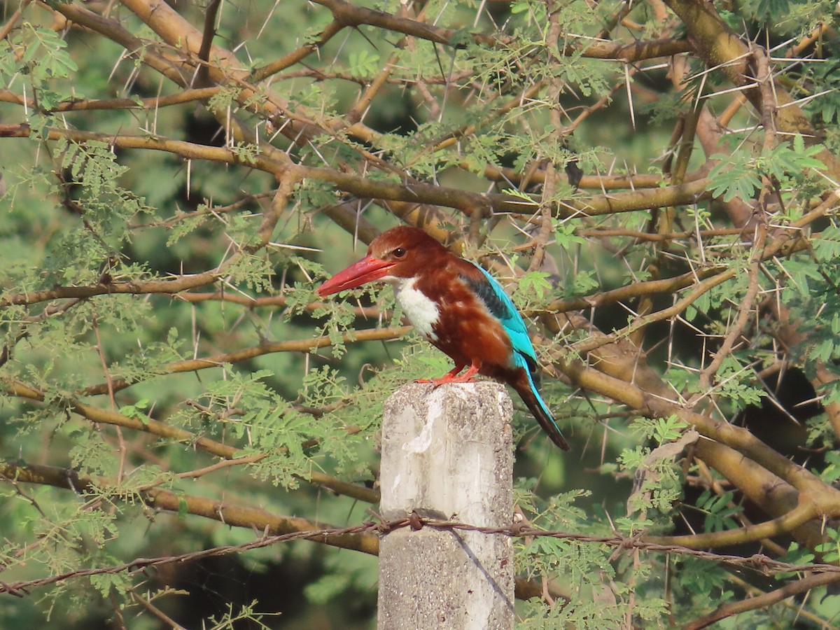 White-throated Kingfisher - ML635981451