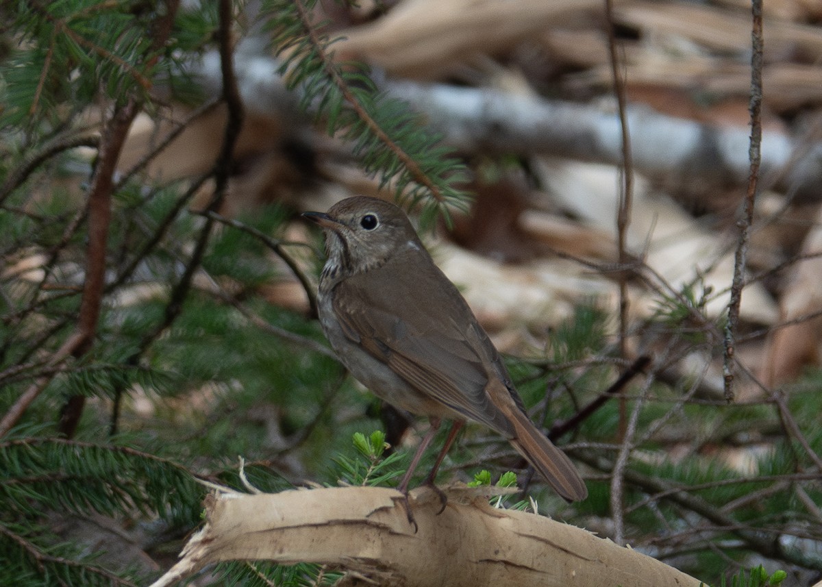 Hermit Thrush - ML635981452
